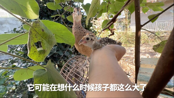 เด็กโง่ที่แม่ไก่ยังจำไม่ได้ วิ่งตามคนไปทั่ว