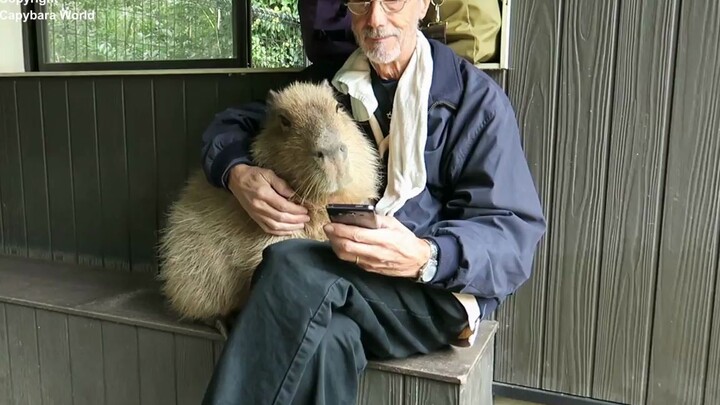 There are dozens of kilograms of sticky capybaras everywhere.