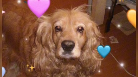 Hari ini air mataku untuk si anjing kecil