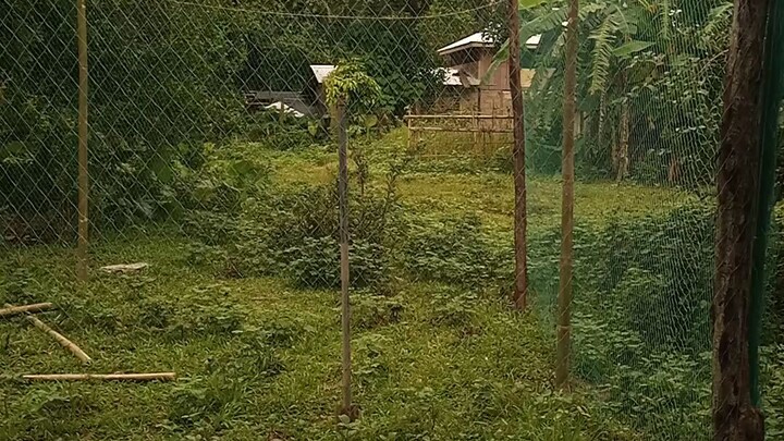 naikabit ko na rin ang range net na nabili ko malawak lawak na ang takbohan ng mga sisiw ko