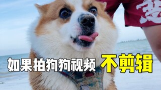 Nếu quay video chó mà không cắt ghép... hãy hứa với tôi là xem đến cuối cùng