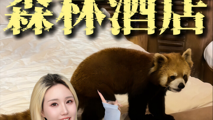 Pernah nginep di hotel tempat panda merah dan harimau tidur bareng? Versi Tiongkok dari Kenya!