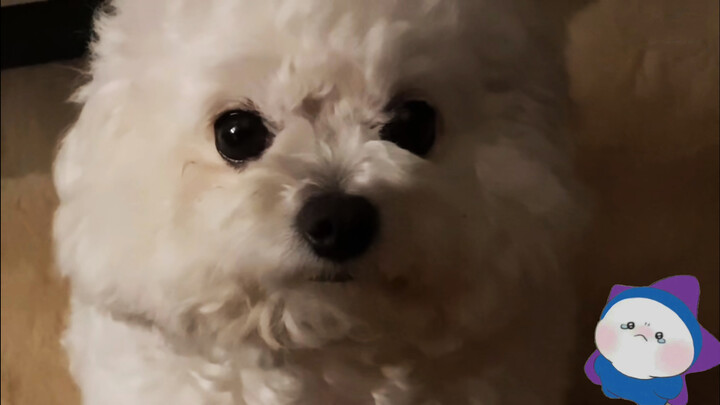 Cute bichon dog requests to sleep in owner's bed with its eyes!