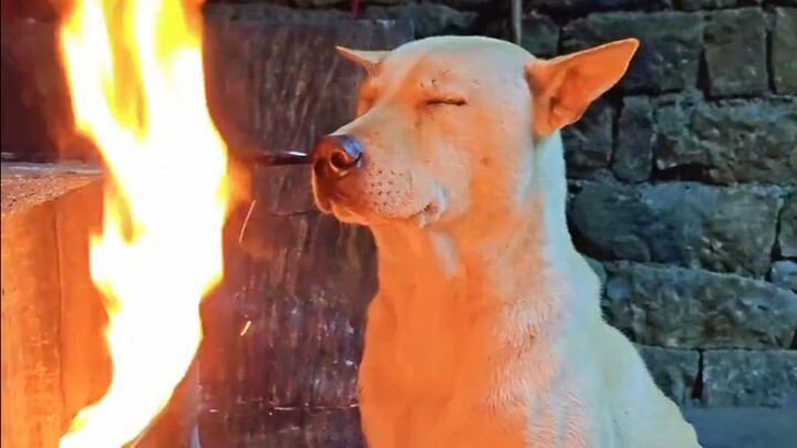 الكلب: رائحة اللحم تفوح، والتدفئة أمام النار مريحة جدًا!