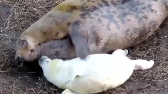The seal mom is soothing her pup, trying to get it to go to sleep quickly.