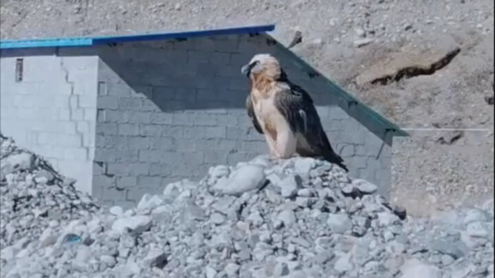 ครั้งแรกที่กลัวนกขนาดนี้