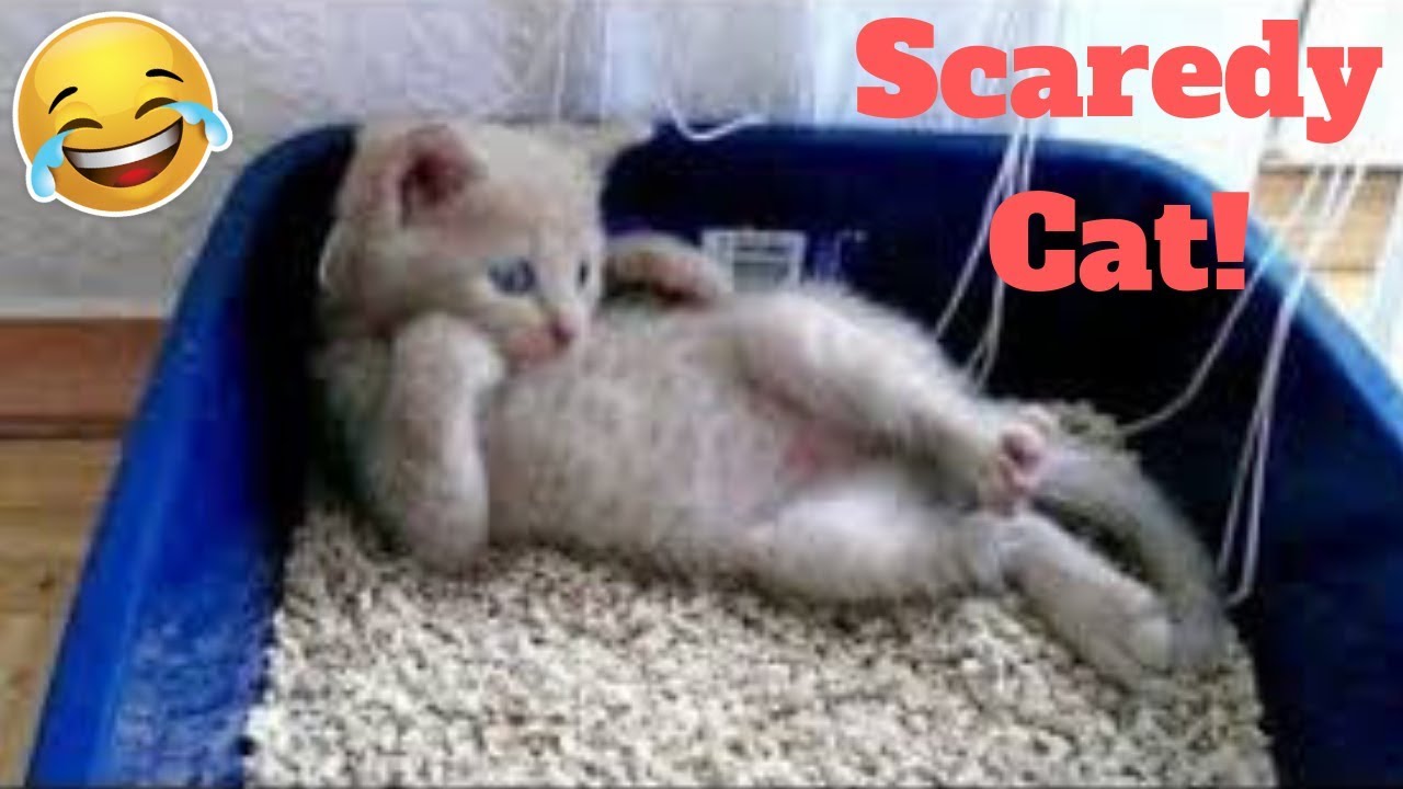 Funniest Scaredy Cats Compilation 