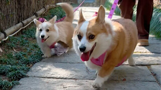 Mengapa banyak orang tidak menyukai Corgi berekor?