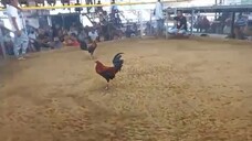 Carablade Dark legged Upset Win by Bangis Gamefarm