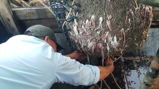 ĐI CÀO ĐÊM - TRÚNG BẠCH TUỘC TIA DẦY LƯỚI | Ngư Dân Miền Tây