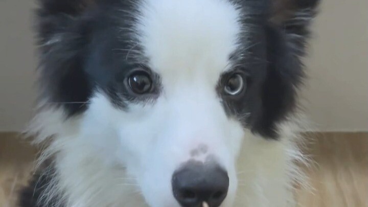 ข่าวดี: ฝึกสำเร็จแล้ว! #ข่าวร้าย: ฝึกผิดทาง! #เบลนด์ฮีลเลอร์#หมา#น่ารัก#คาดไม่ถึงเลย