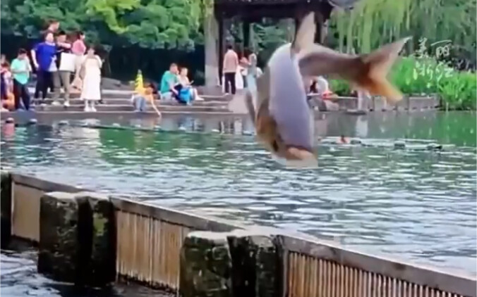 Carp leaping over the Dragon Gate by West Lake; netizens comment: steady, unflappable effort.