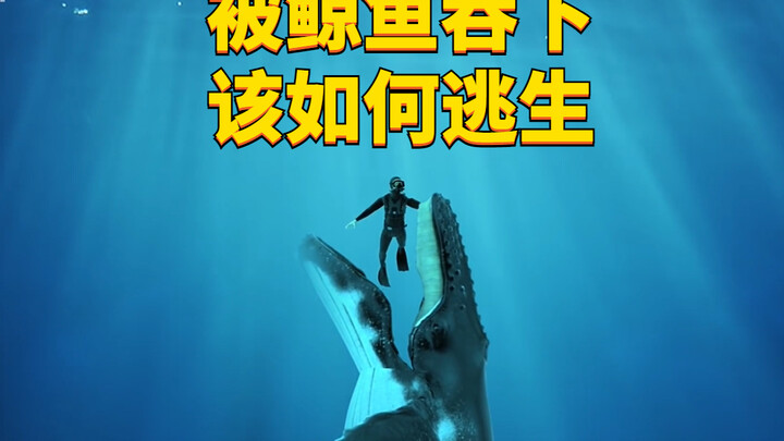 【Cực căng] Bị cá voi nuốt chửng, làm sao để thoát chết?