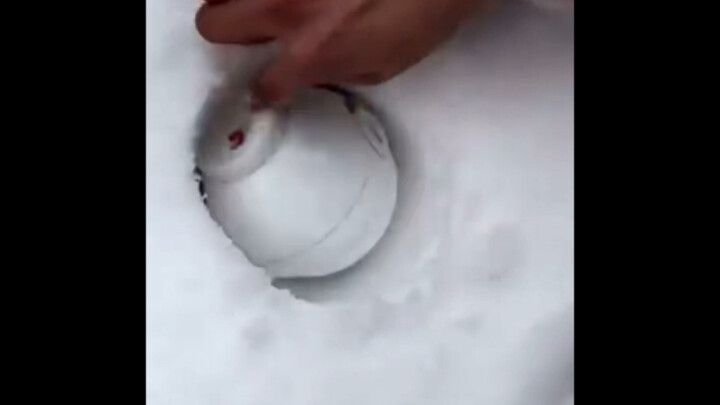 How to Make the Perfect Snowball: First, You Need Snow!