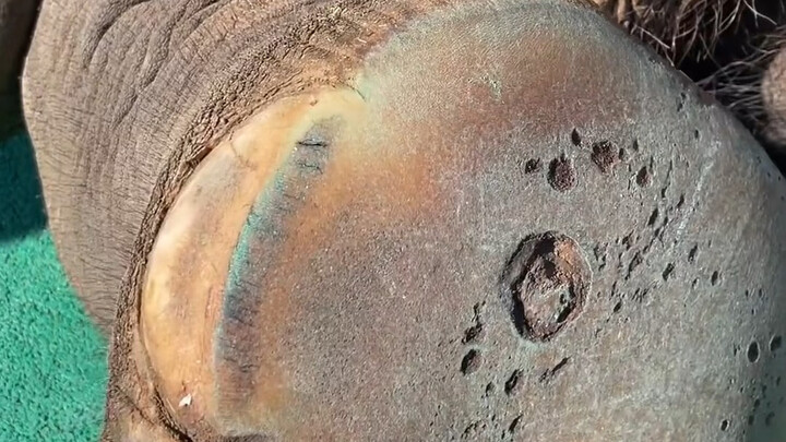 An elephant’s footpad is super soft and bouncy to the touch, and some elephants even grow long, shag