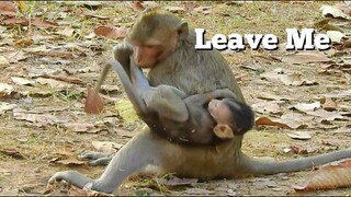 Leave Me, Baby Monkey Can't Escape To Mom, Kidnapper Monkey Kidnap Baby Doesn't Want To Release Baby
