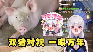 【梨安】猪猪对视大挑战，一眼万年根本挪不开视线🐷👀🐷
