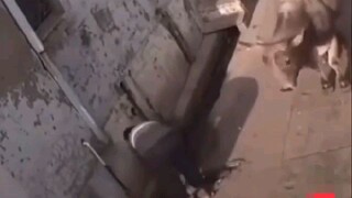 moo