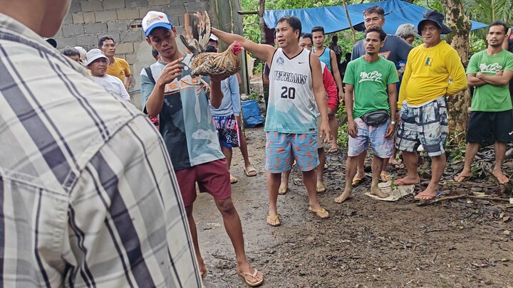 Bulik Small But Terrible 2x Winner na (Win) wala sugat