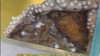 My blue-ringed octopuses are crawling all over the place.