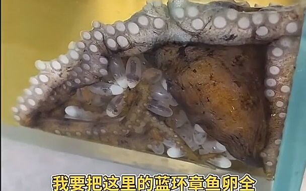 My blue-ringed octopuses are crawling all over the place.