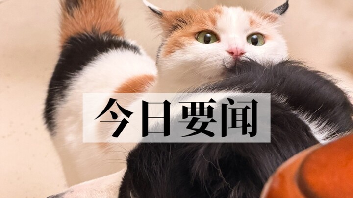 "Koran Anjing Kecil" Dikunjungi Penggemar Setia!