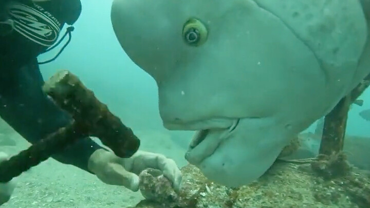 Lần này dưới biển đều biết con người biết mở quả óc chó rồi