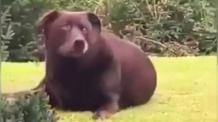 سلوكيات الحيوانات المحيرة