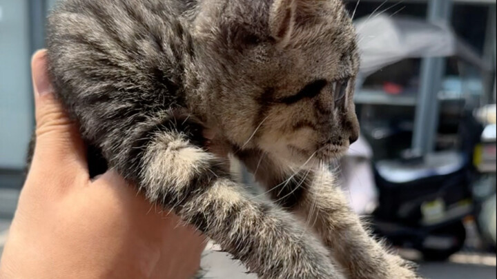 Found a little milk kitten!