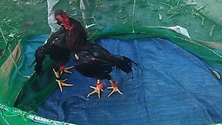 Arcana 57 VS multi winner