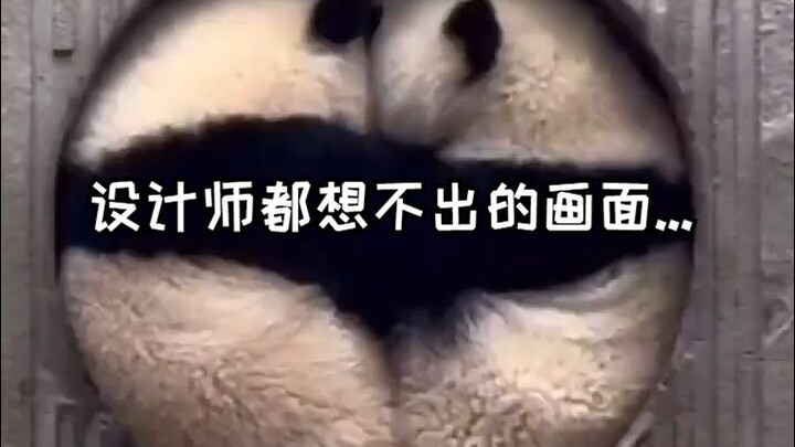 Cảnh mà cả nhà thiết kế cũng không nghĩ ra được, lại bị Panyuezai “biến hóa” thành hiện thực 😂
