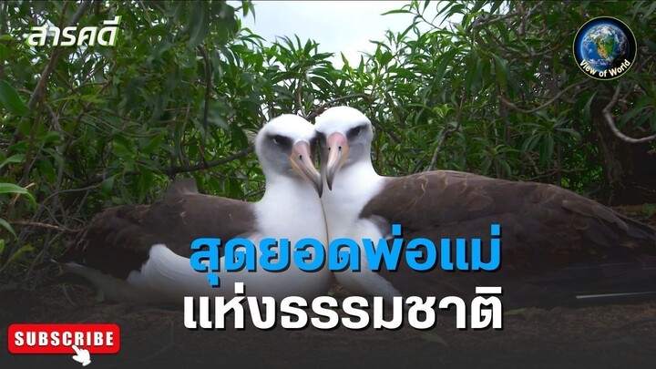 สุดยอดพ่อแม่แห่งธรรมชาติ - สารคดีพากย์ไทย Perfect Parenting