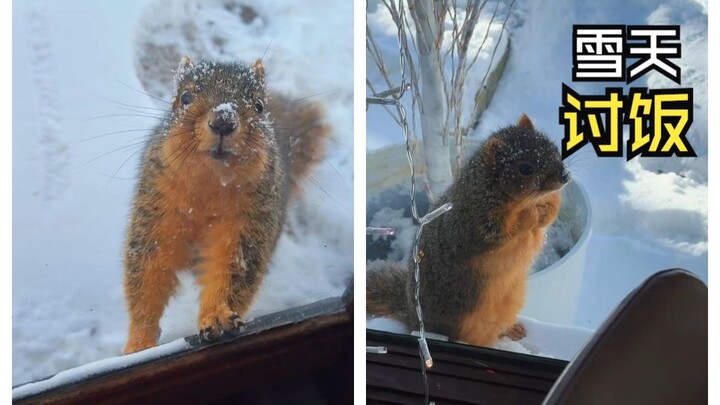 It’s Feeding Time for Those Animals!