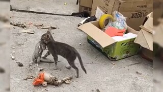 《猫捉老鼠》