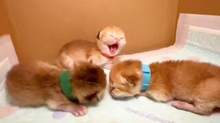 生了生了！母子平安