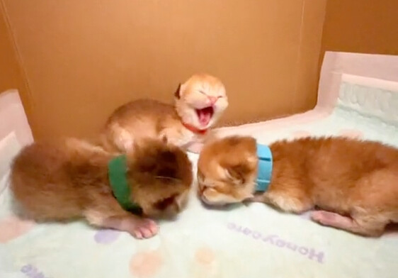 生了生了！母子平安