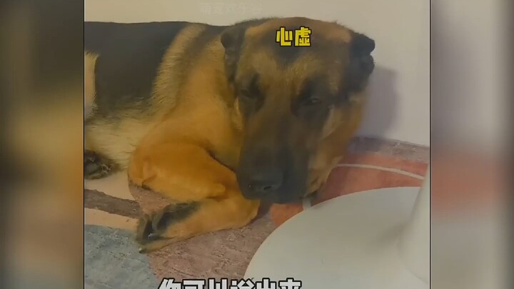 Mỗi cái tát mà chú chó nhận đều có lý do.