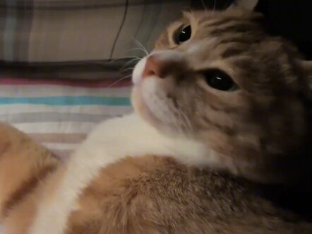 Time’s up—putting the kitty to bed!