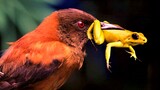 Đáng sợ loài chim duy nhất trên thế giới có độc chạm vào lông cũng chết| Hóng Khám Phá