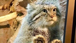 【Pet】Manul Cuts | Quite Cute!!!