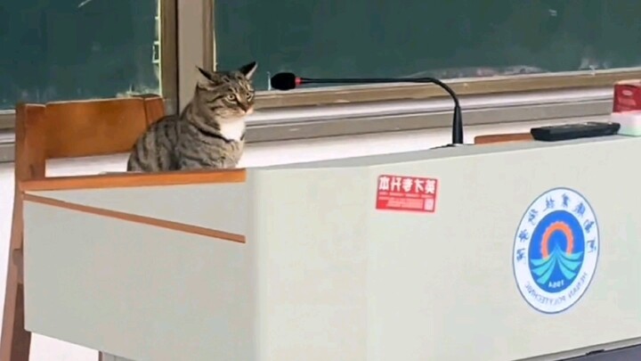 When the cat at school lets out a meow