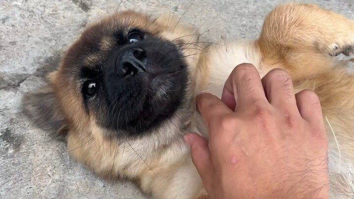 Anak anjing Sheniu menjadi lebih protektif terhadap makanannya.Setelah ditampar, ia langsung menjadi