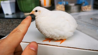 Bạn tôi đến nhà tôi chơi với lòng đỏ trứng. Bạn đã bao giờ thấy con gà ngoan ngoãn như vậy chưa?