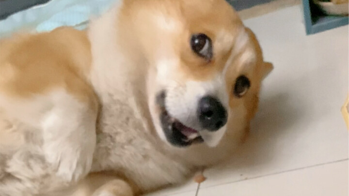 How Hard Is It to Give Medicine to a Drama-Queen Dog?