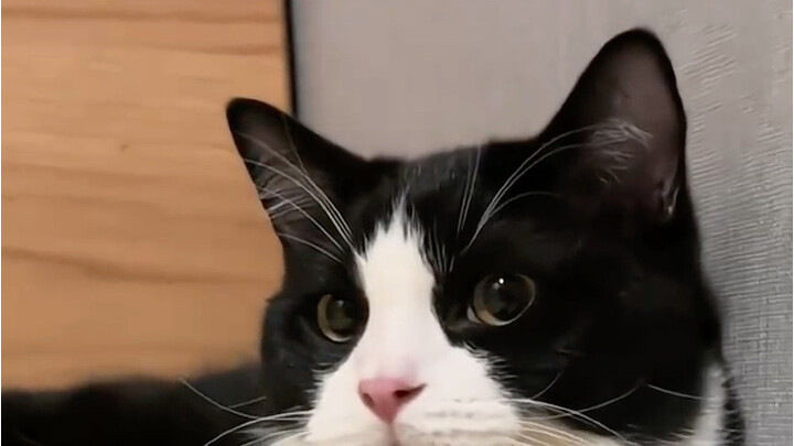 Why do dairy cows and cats all have black-and-white bellies?