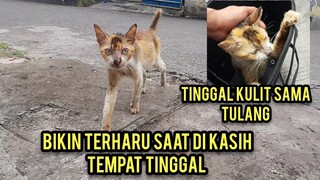 Masya Allah Kucing Tua Kurus Ngejar-Ngejar Mau Di Adopsi Mengharukan Saat Di Bawa Pulang..!