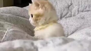 一个超奶萌小猫咪在被子上跳来跳去