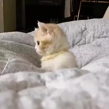 一个超奶萌小猫咪在被子上跳来跳去