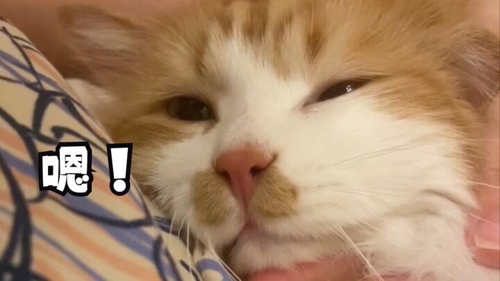 It’s a little kitten running over, singing and acting all cute!