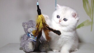 ลูกแมว Cuttest ที่เคย British Shorthair EWAN ชินชิล่าสีเงิน อายุ 7 สัปดาห์